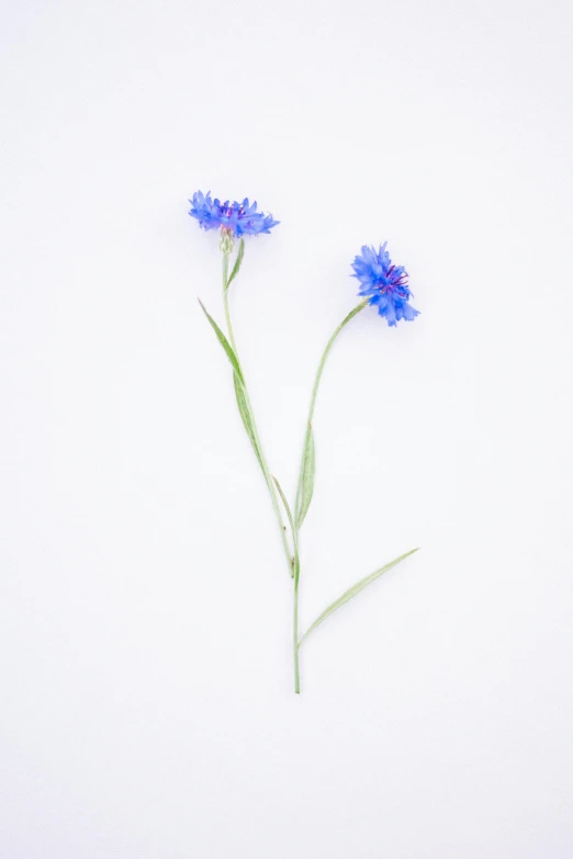 two blue flowers sitting side by side on top of a white background