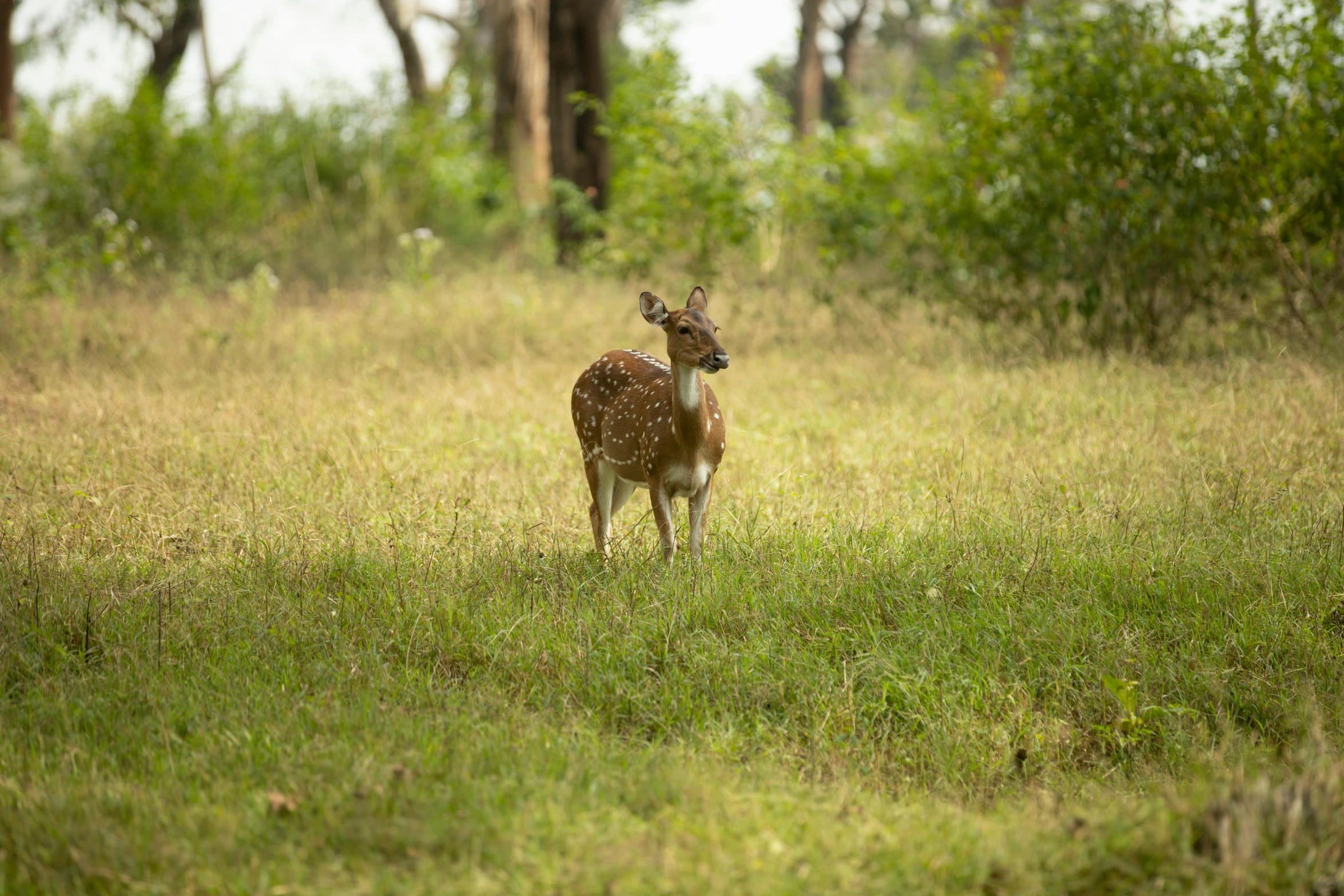 the little deer is standing in the tall grass