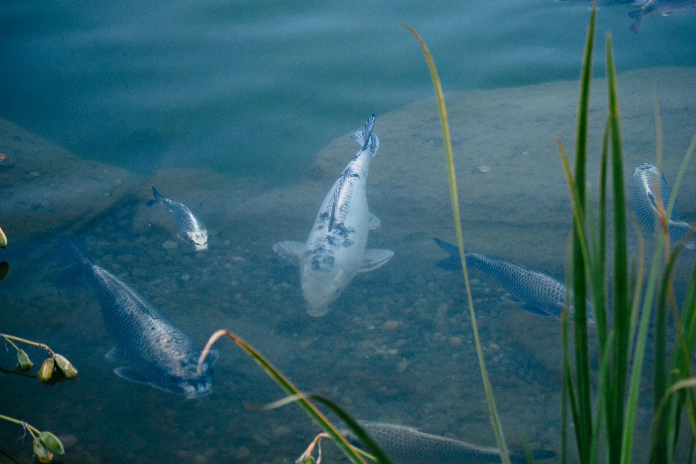 a group of fish swimming in the middle of water