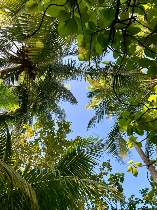 the sun shines through some lush leaves