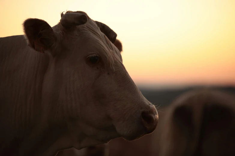 a cow standing next to another cow in a field