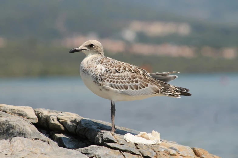 a little seagull sitting on some rocks by the water