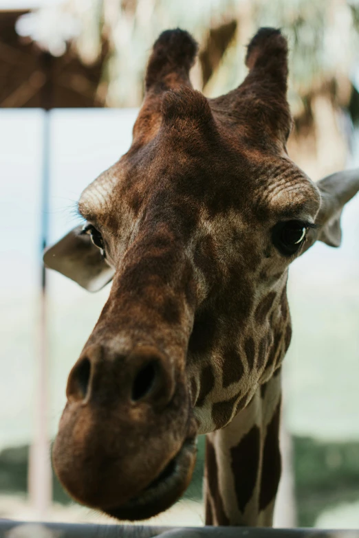 a giraffe looks off into the distance near a metal fence