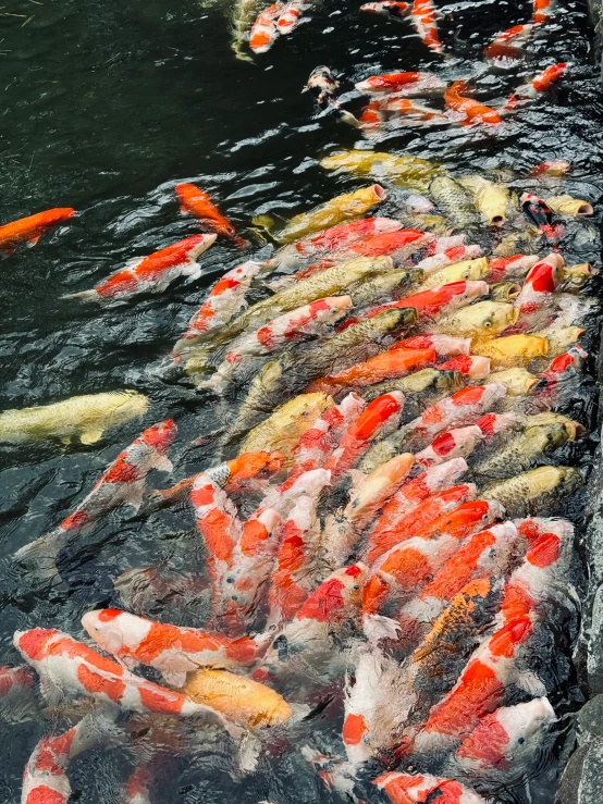 the orange and white koi are in the pond