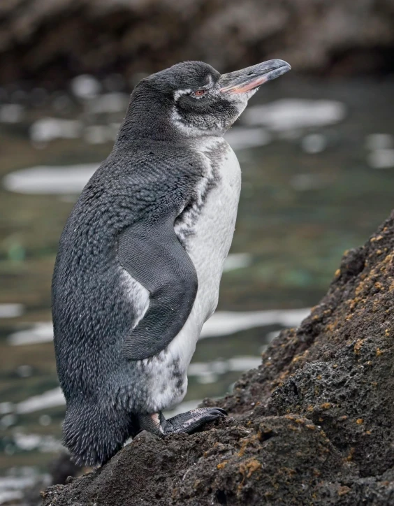 a penguin is sitting on some rocks near water