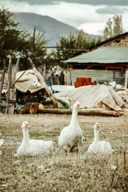 several white ducks standing in a field