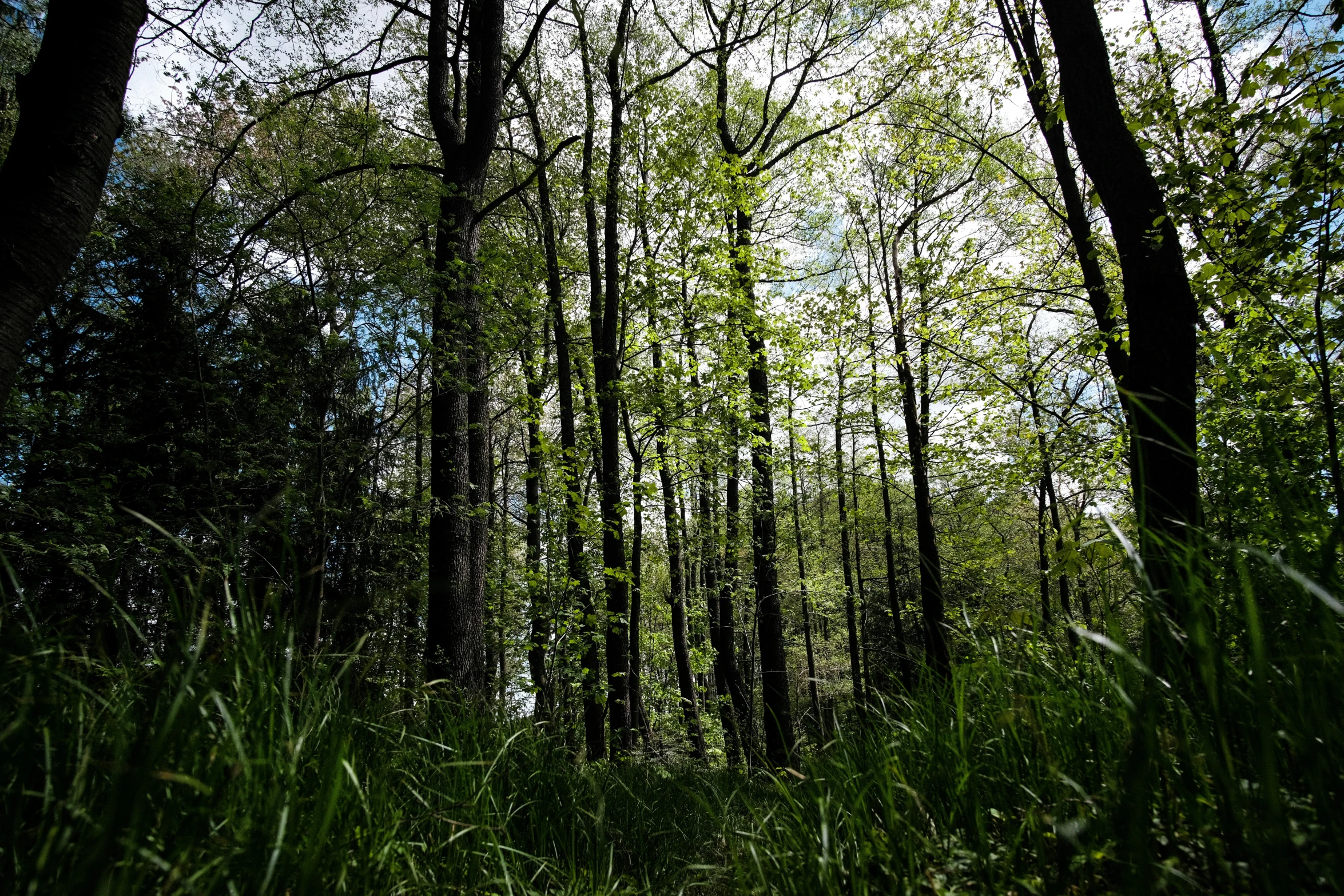 a po of a trail through a forest