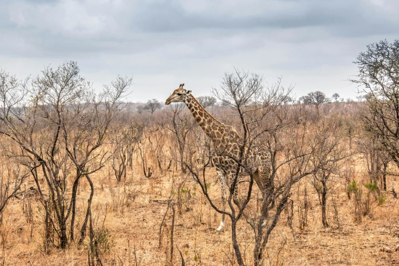 a giraffe walking through the brush in a forest