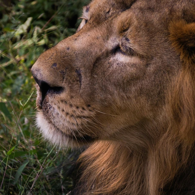 a large adult lions with a single eye