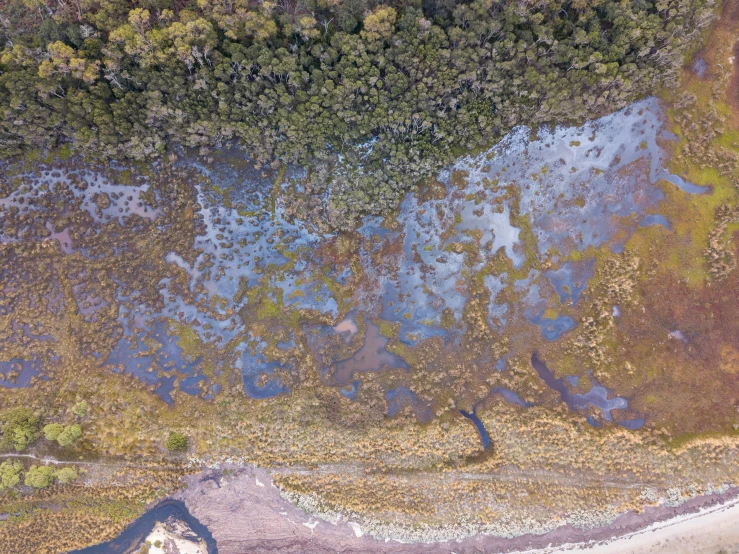 the ground is covered with trees, grass and water