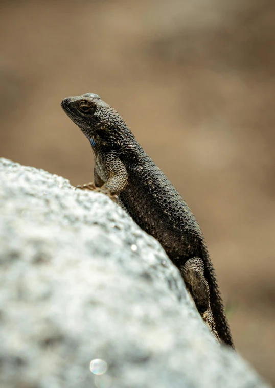 lizard perched on a rock on the side of the road