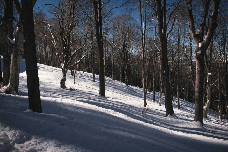 snow covered ski slope with lots of trees and a man on skis