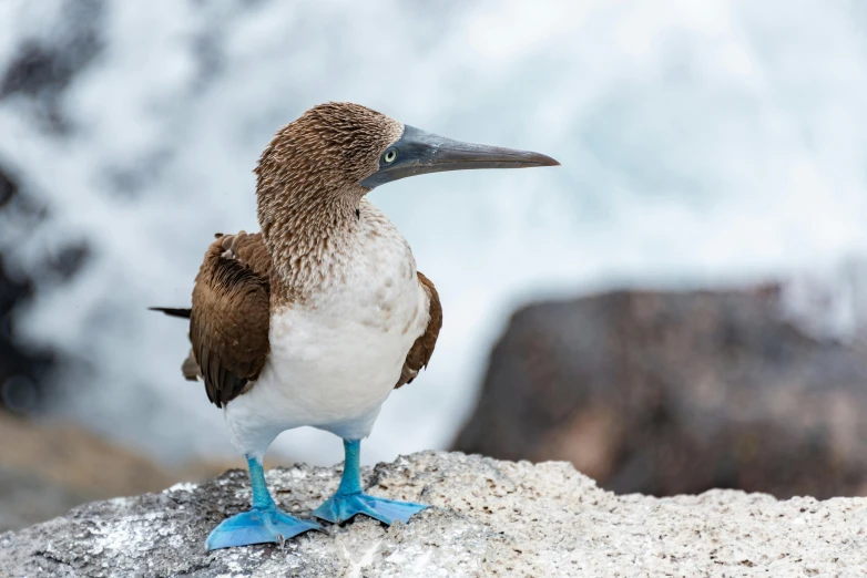 a bird with brown and white feathers sitting on a rock