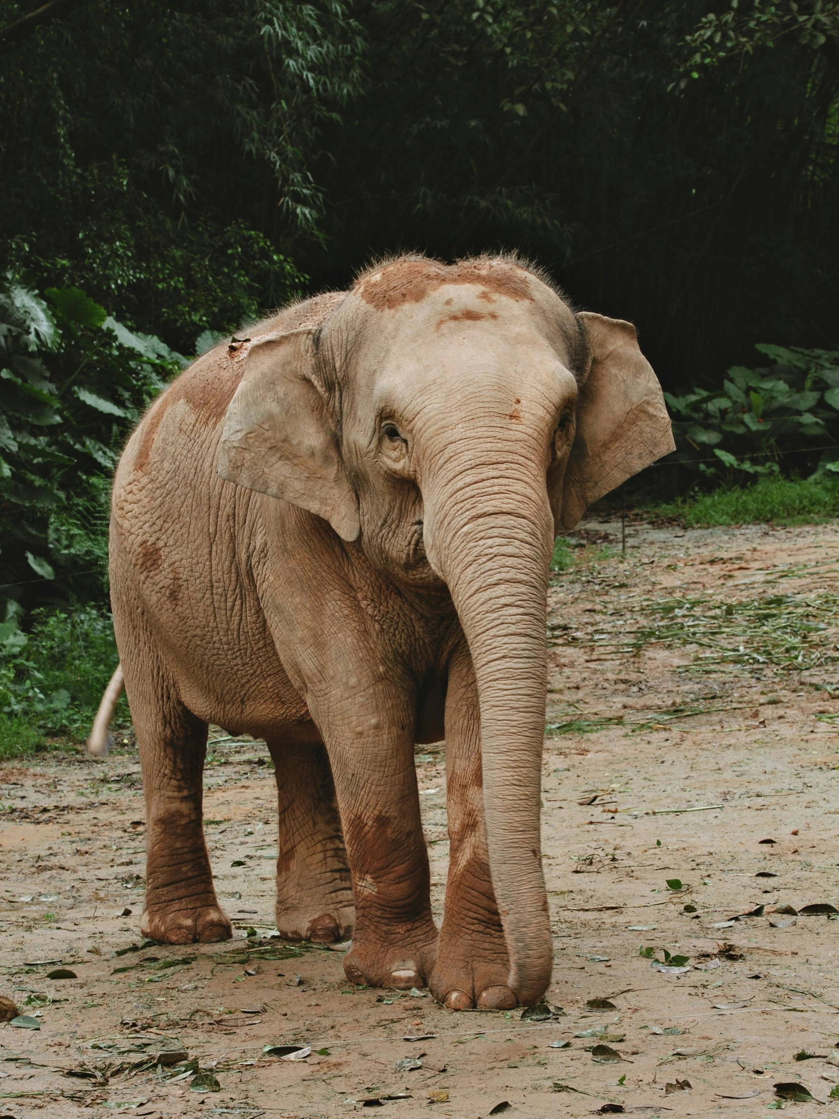 an elephant in some dirt area next to trees