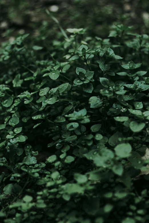 green leaves from the tree with water drops