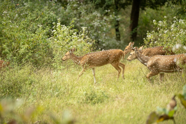 several deer stand around in tall grass