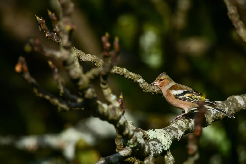 a small bird sitting on the nch of a tree
