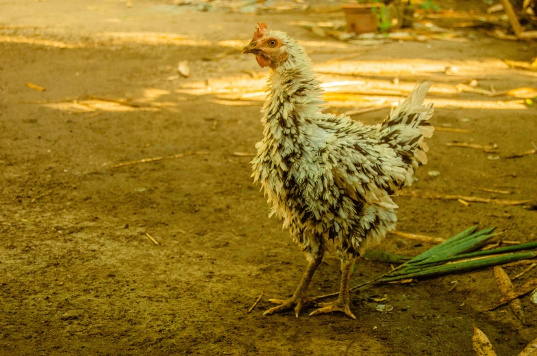 a small white and brown chicken on ground