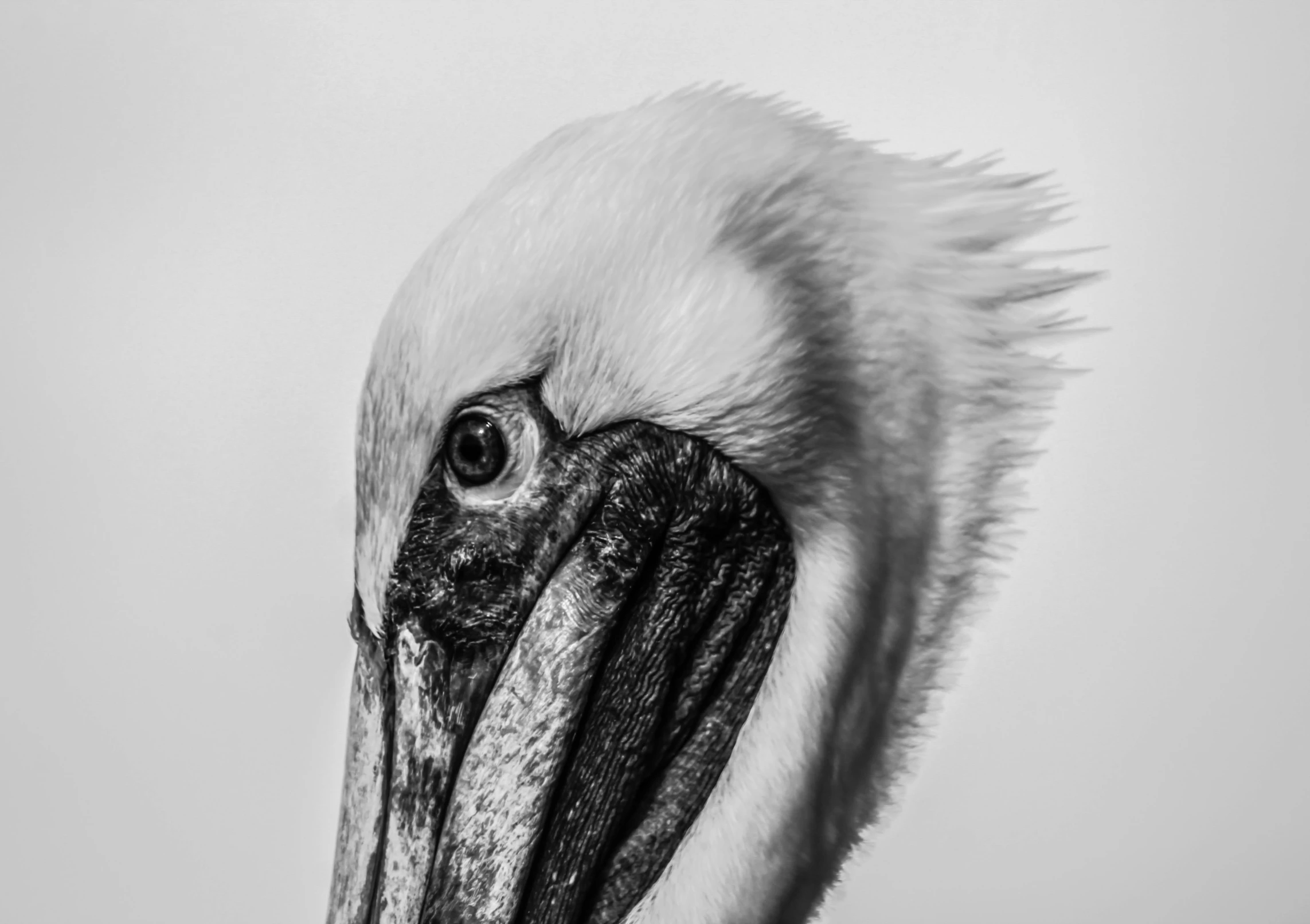 a black and white po of a pelican's beak