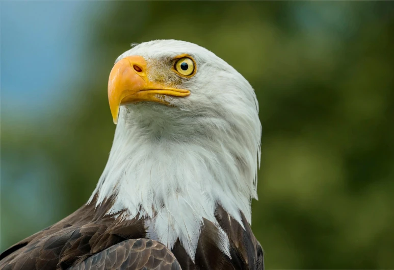 a close - up of an eagle looking intently