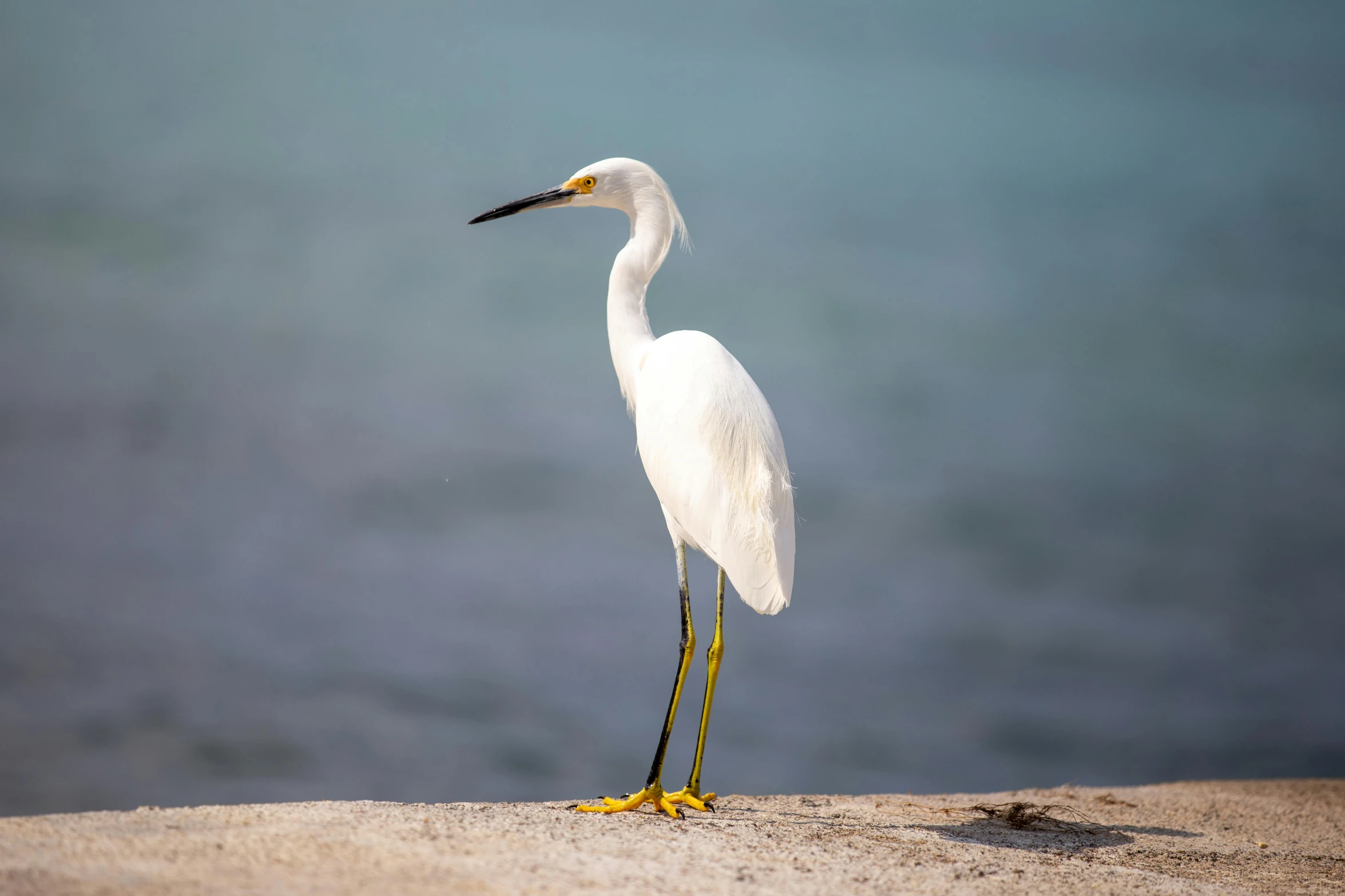 a white bird with an yellow beak stands on the beach