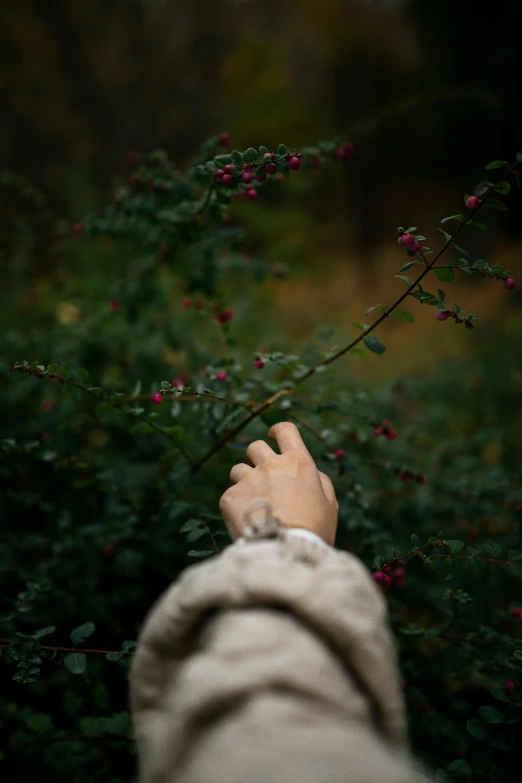 someone's hand reaching for flowers in a forest