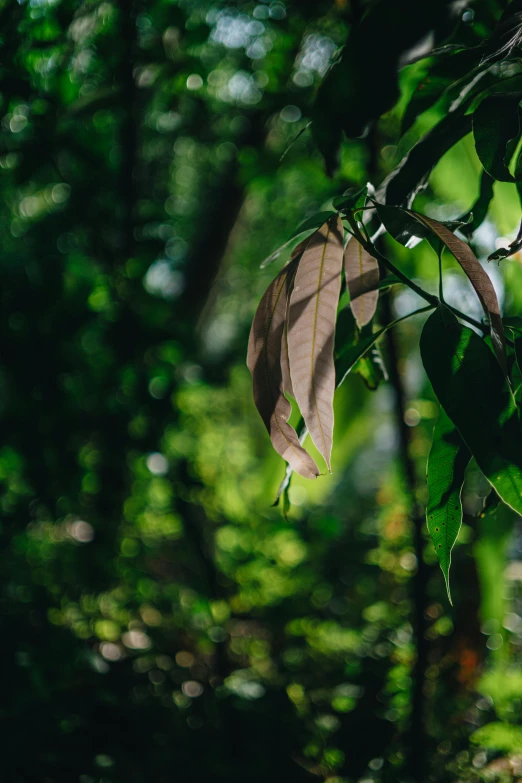 leaf hanging on tree nch at dusk in open forest