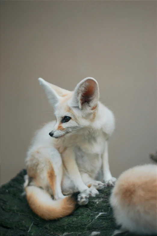 a couple of foxes standing next to each other on top of a green field