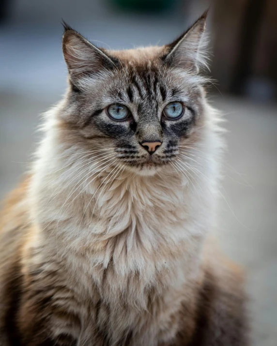 a cat looking intently with his ears straight out