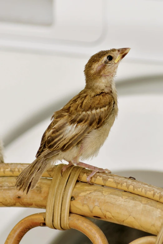 a little bird sits on a wicker chair