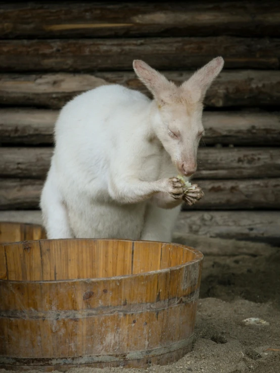 a small animal is standing in a wooden bucket