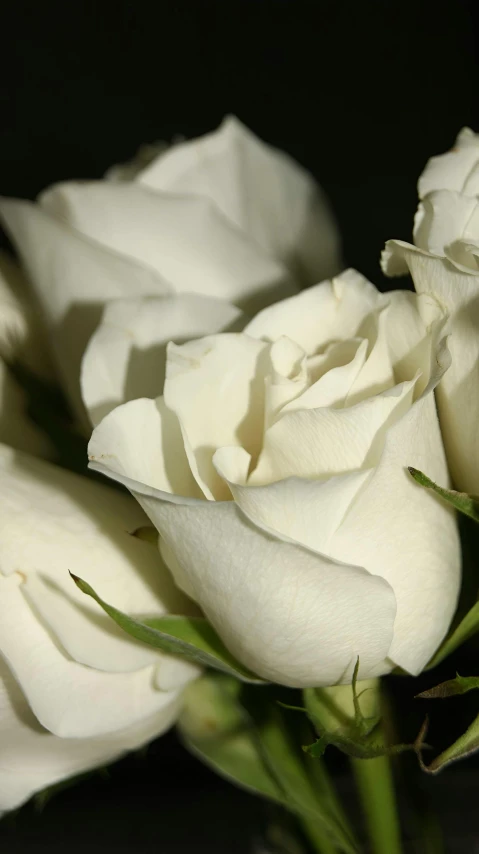 a bouquet of white roses with green stems