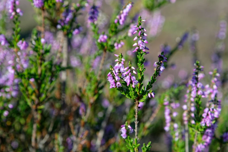 a lot of purple flowers are in the middle of the forest