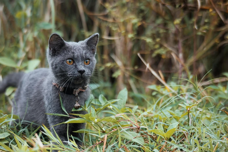 a grey cat in the grass staring straight ahead