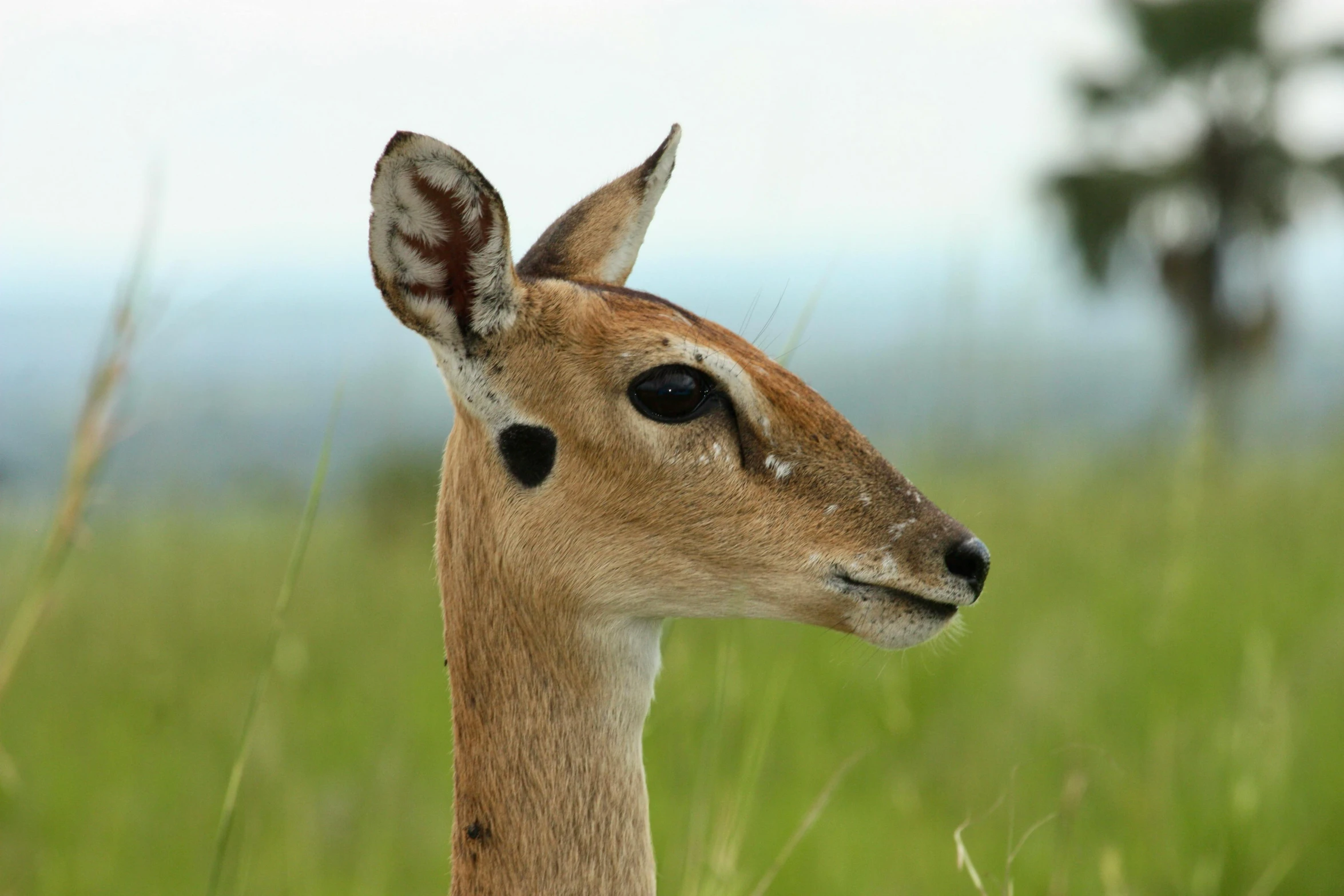 a gazelle with a stripe marking its face and neck in a grassy field