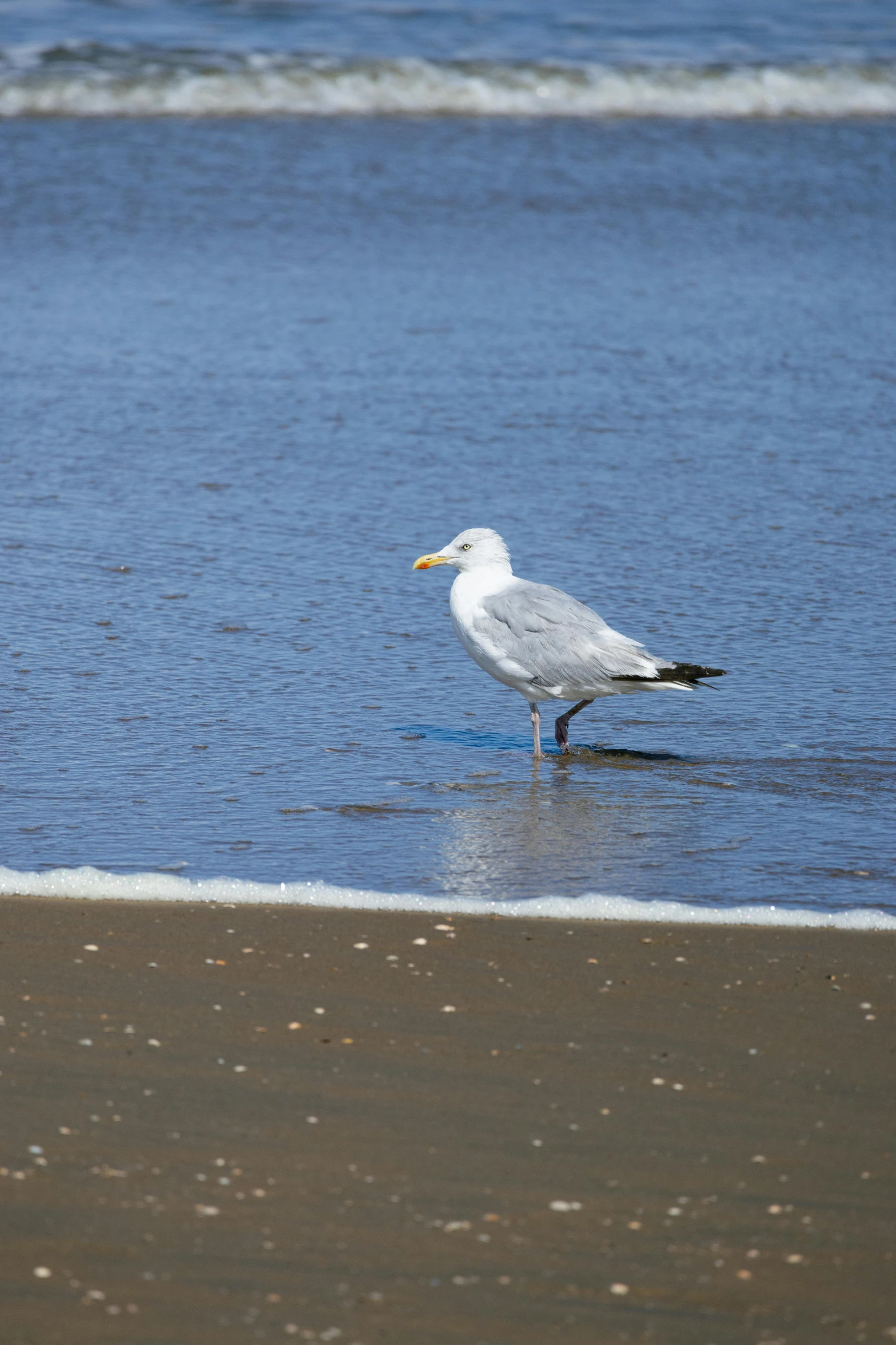 a seagull on the shore of a beach with waves