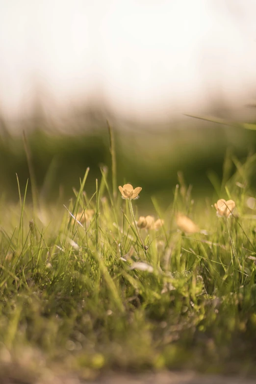 a bunch of plants are growing on the ground