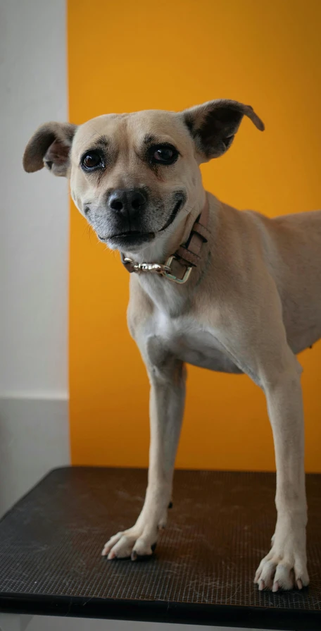 a small brown and white dog on a wooden surface