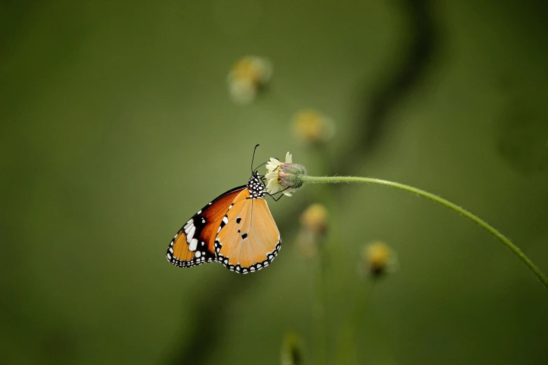 an orange erfly sitting on a green flower