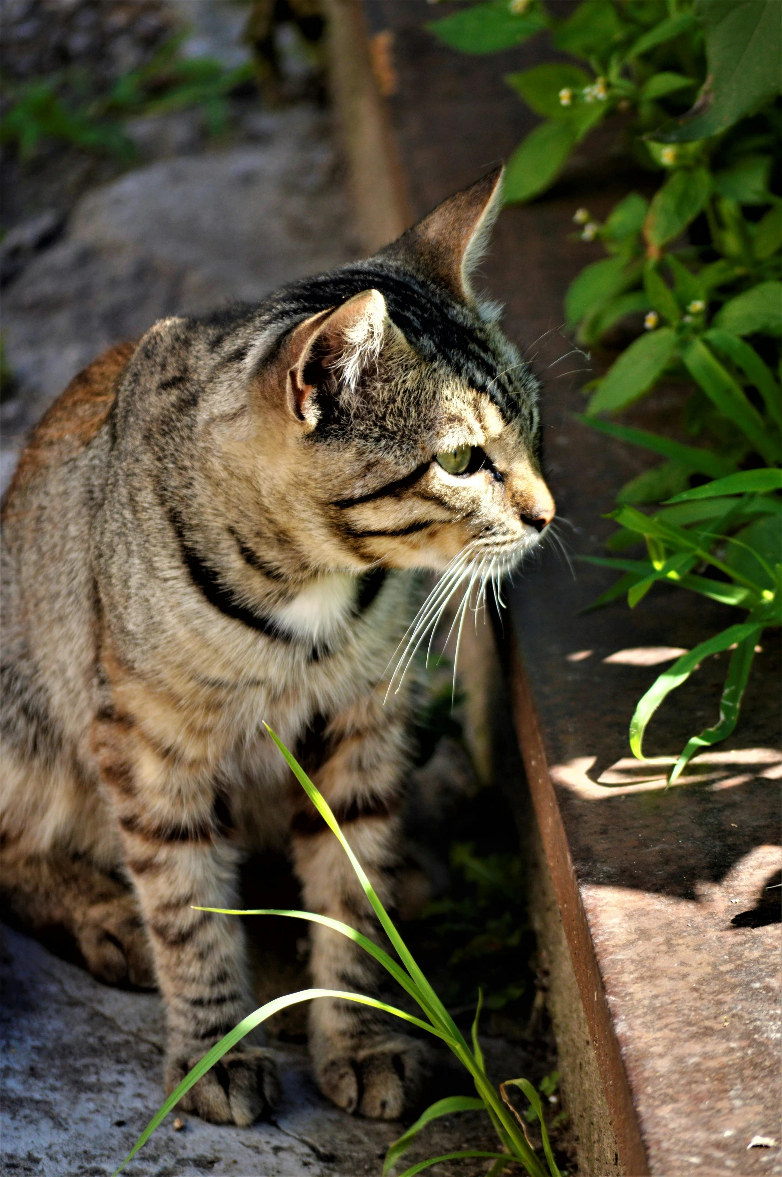 a black striped cat sitting next to green plants