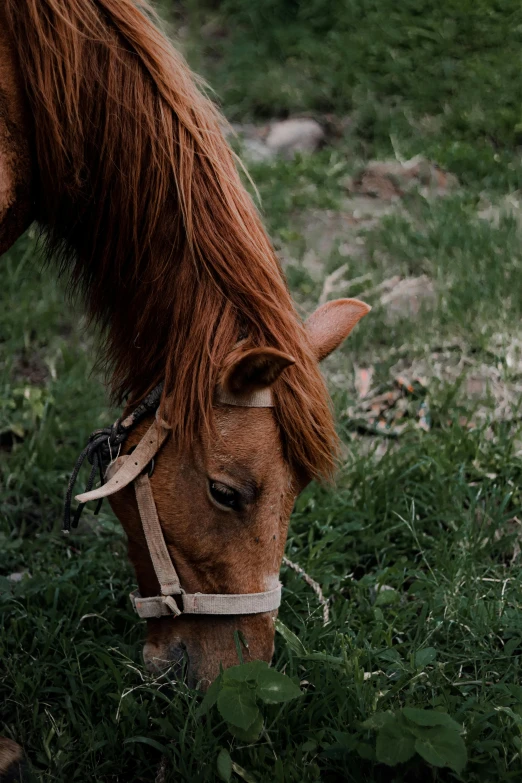 a brown horse grazes on some grass in the field