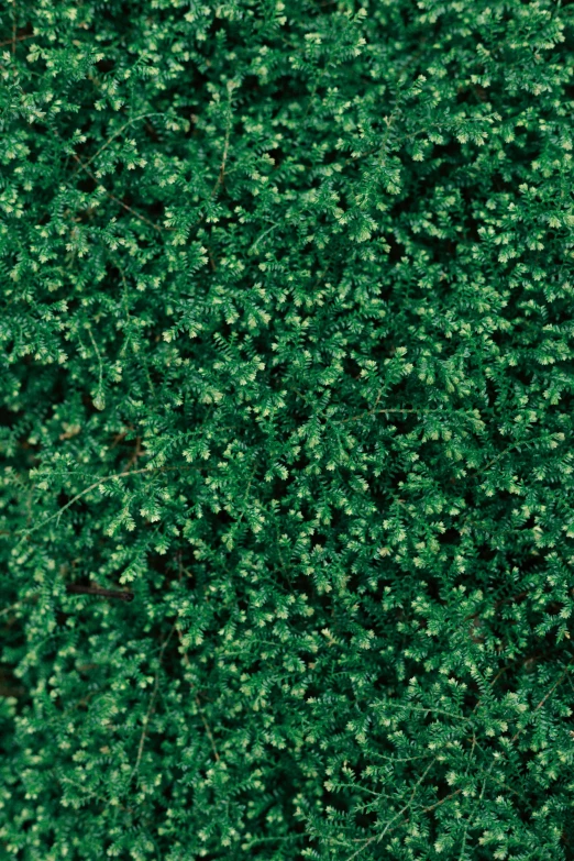 an aerial view of small bushes that are green