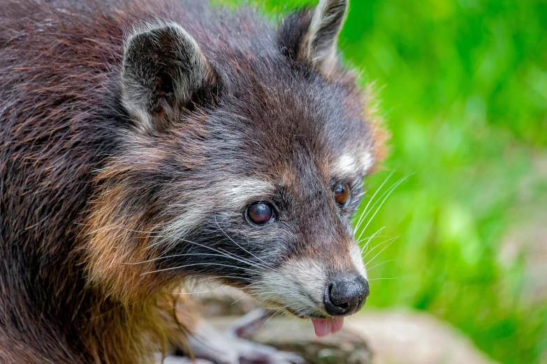 a rac looking around and standing with his mouth open