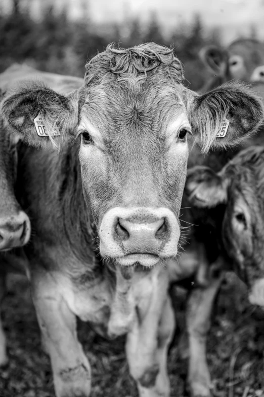 black and white pograph of cattle in a fence