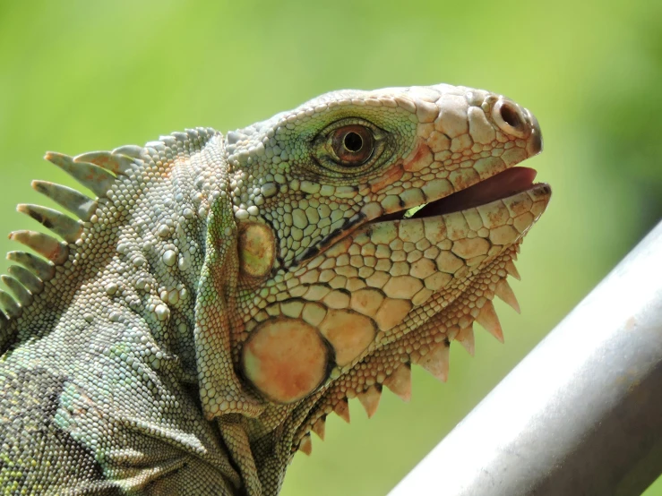 an iguana in a cage, with it's head up, looking to the side