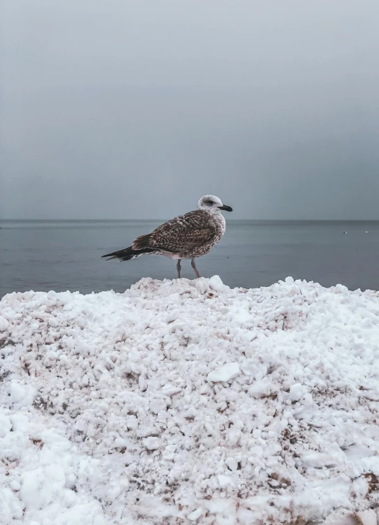 a bird on top of a pile of snow by the water