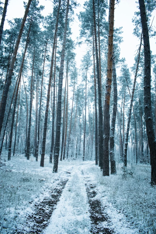 a road in the middle of the forest with snowy trees