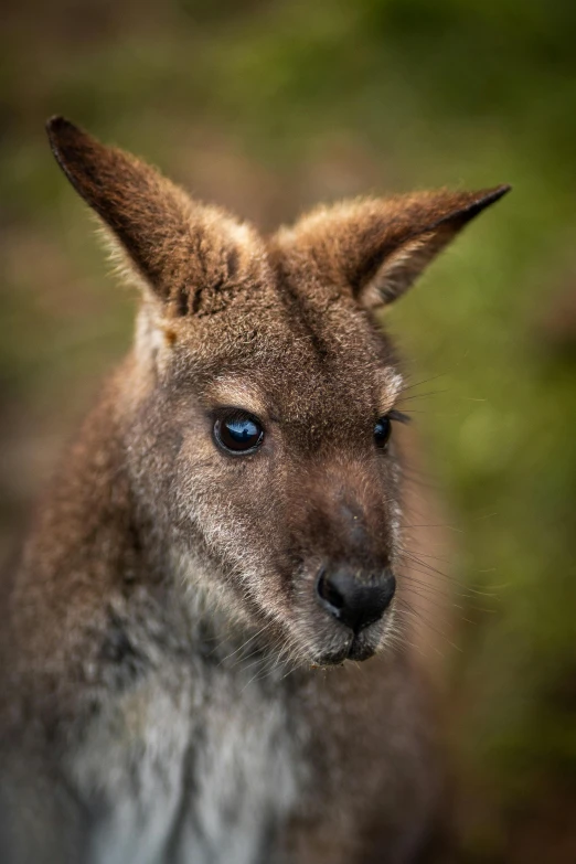 a close up of a kangaroo with blue eyes