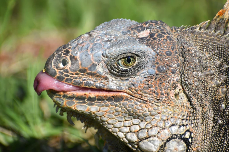 an iguana sticking its tongue out in the sun