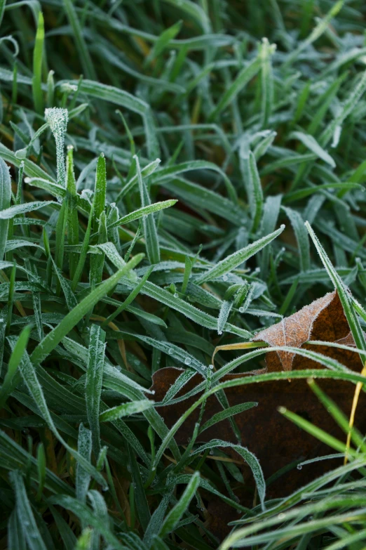 the leaves are covered in water droplets from rain